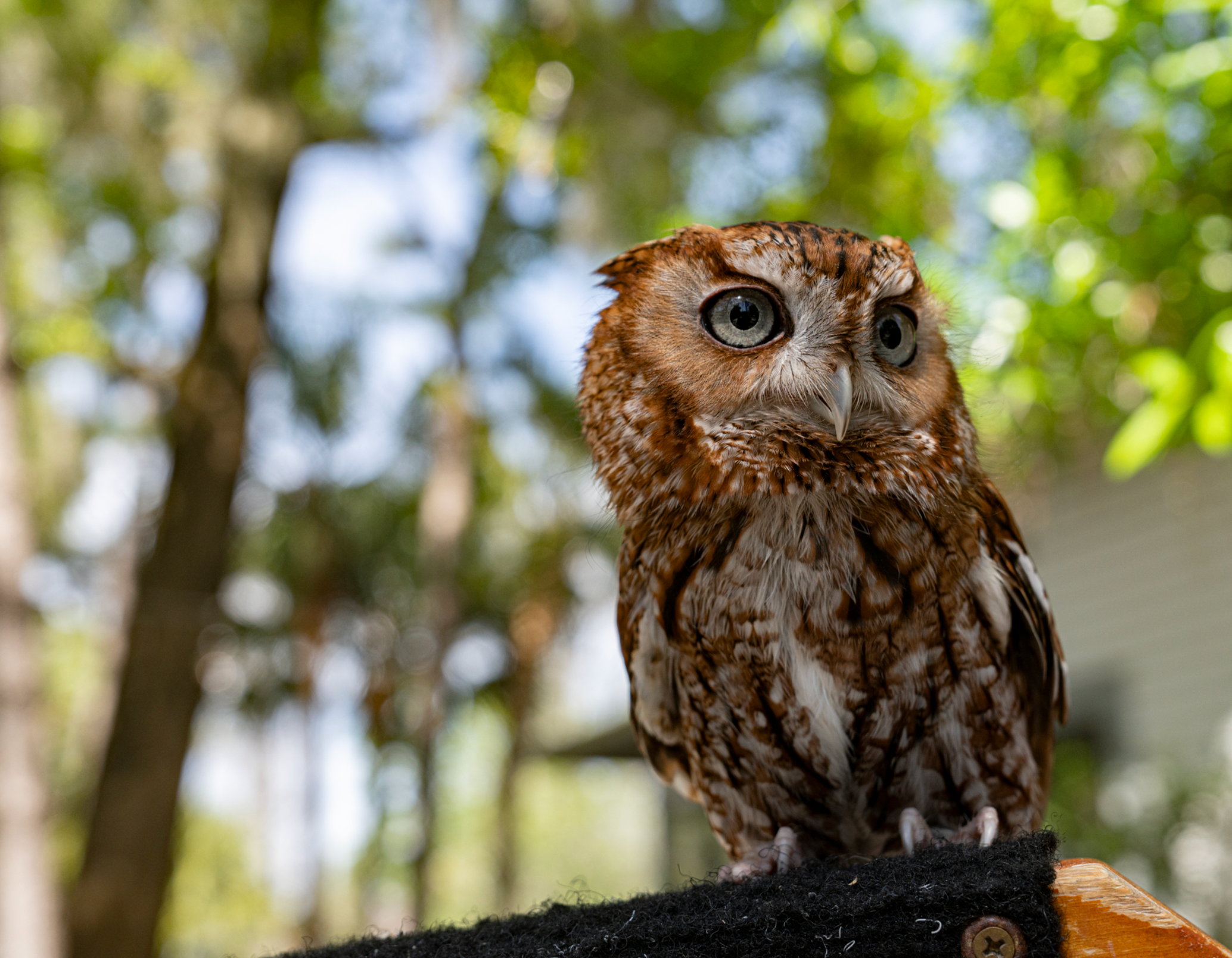 Eastern Screech-Owl
